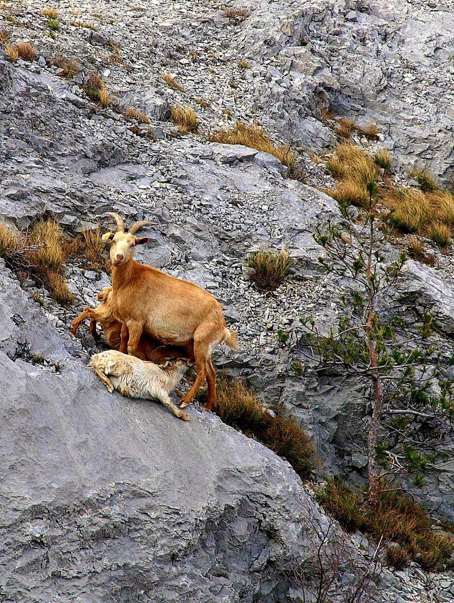Life on the rocks (Valrosandra - Trieste)