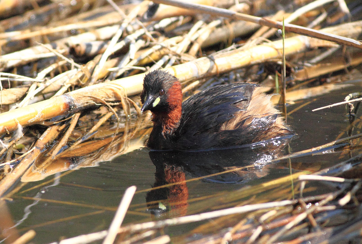 Little Grebe all alone