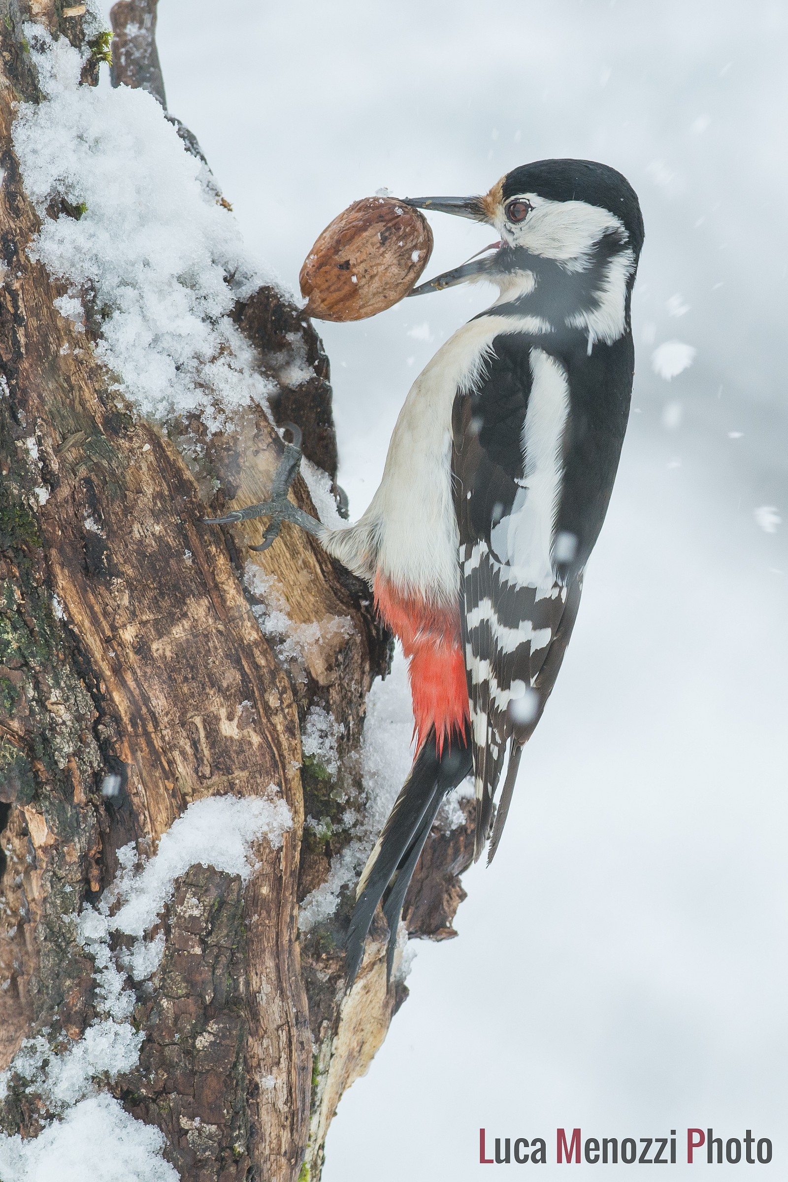 Woodpecker Young Female With Walnut