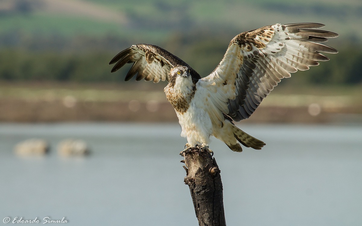 Osprey