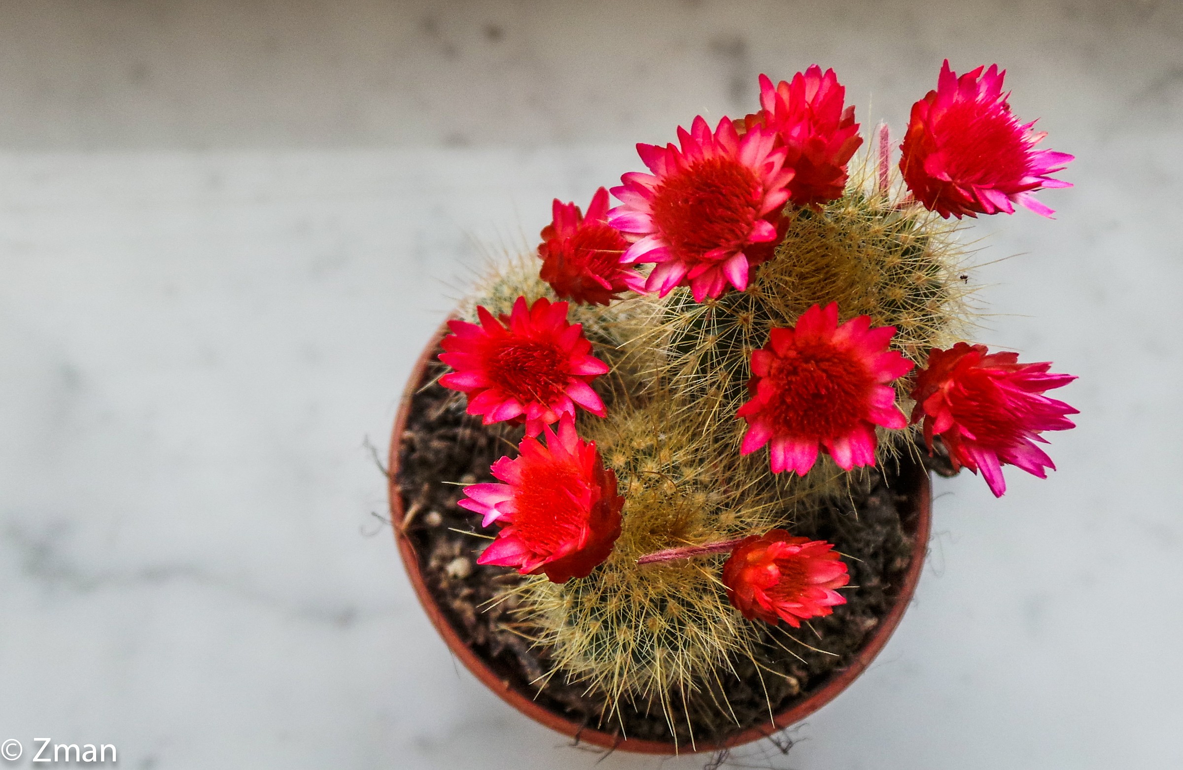 Cactus Flowers