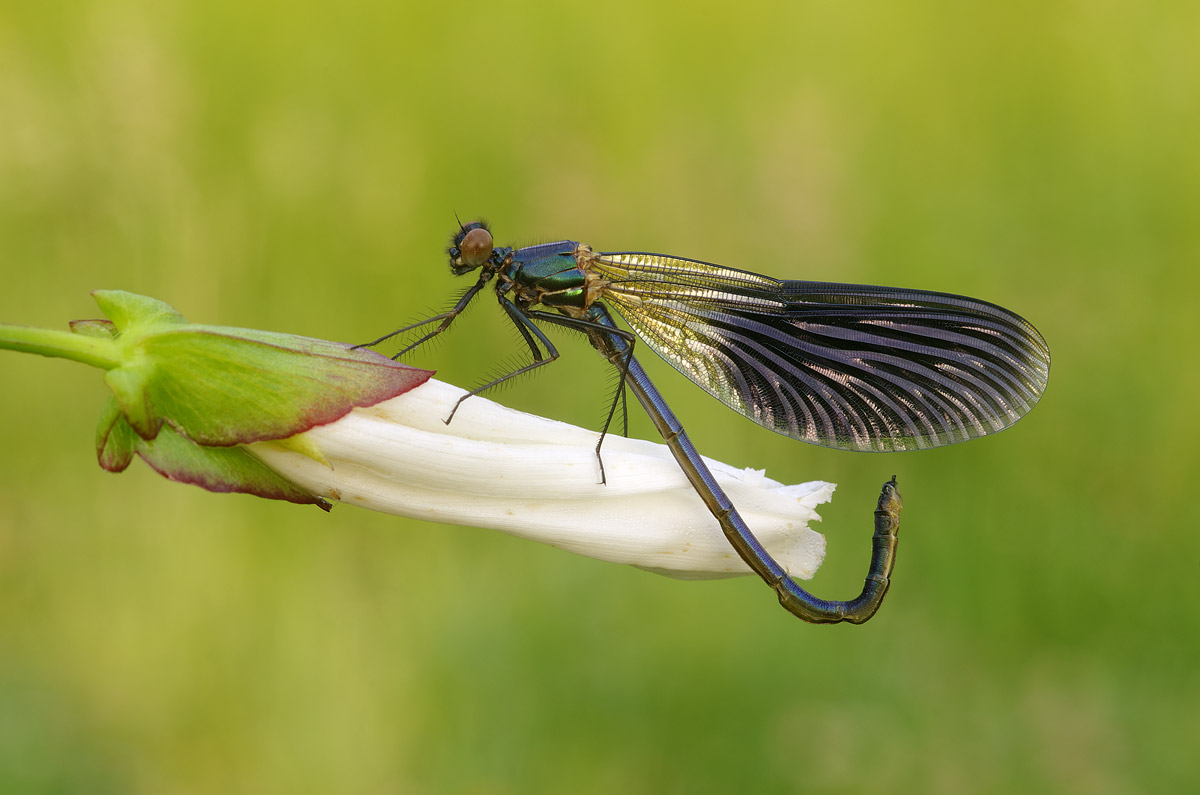 Calopteryx uncinatus! (Gav, 2014)