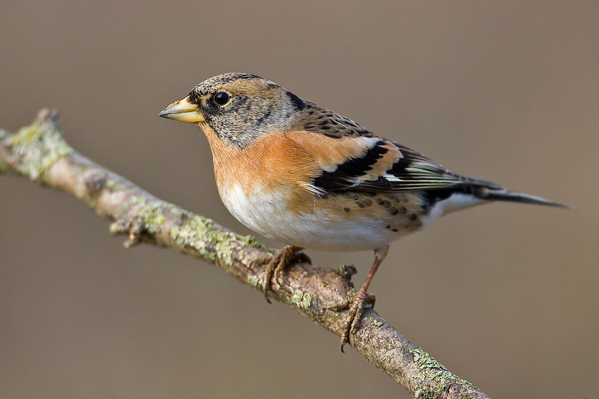Brambling