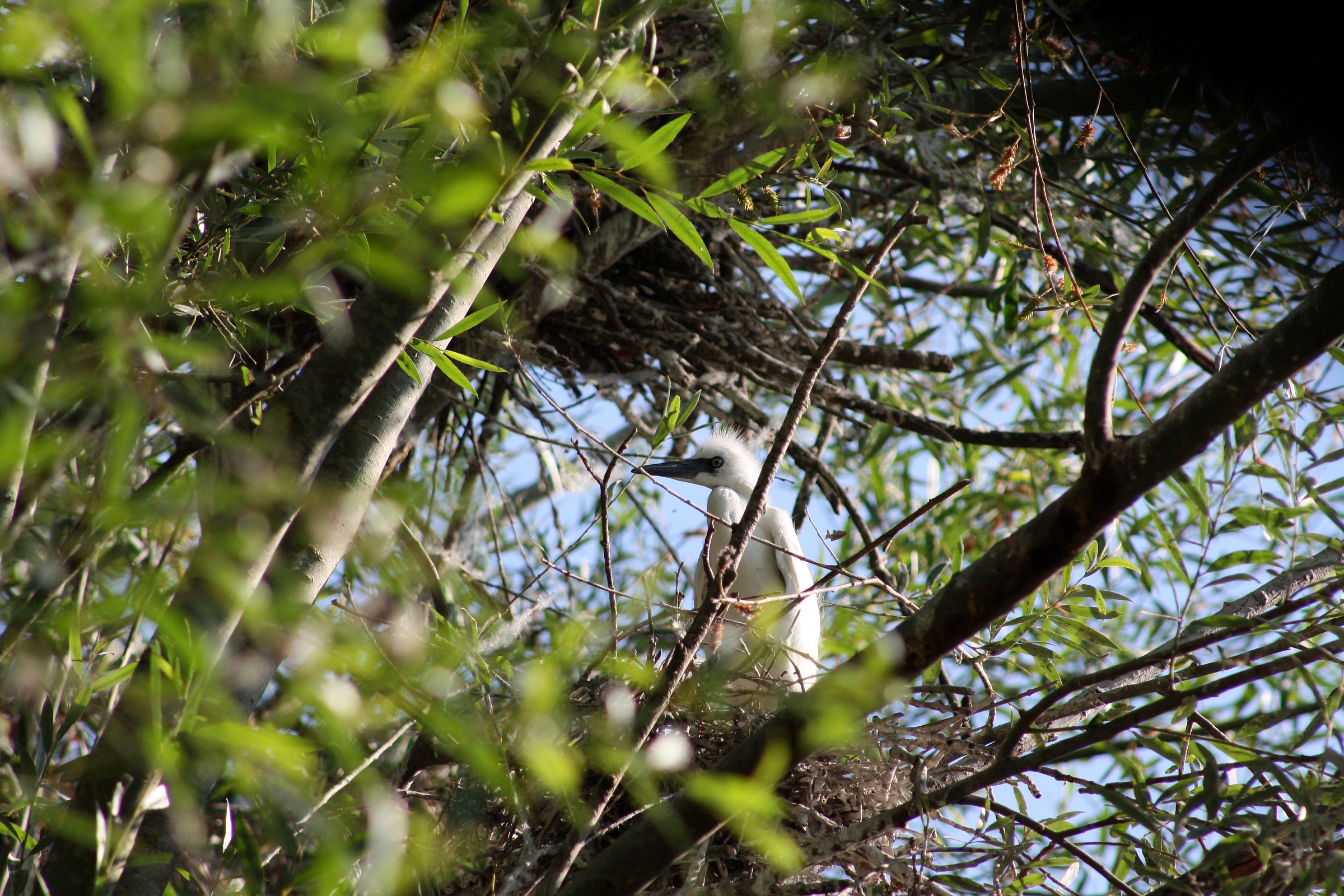 Ben came to the world (egret)