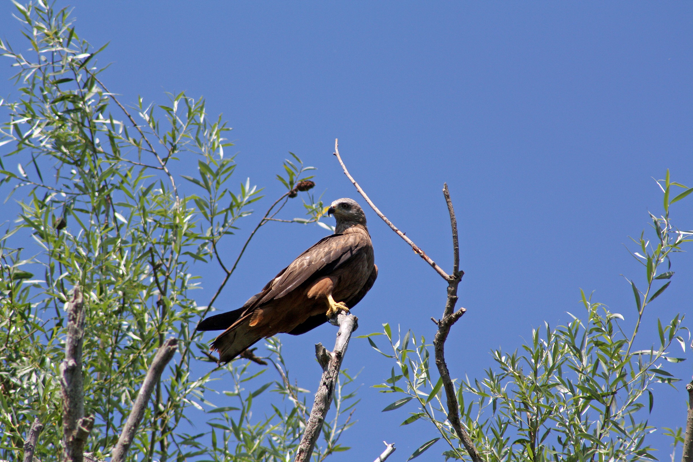 Sentinel (Black Kite)