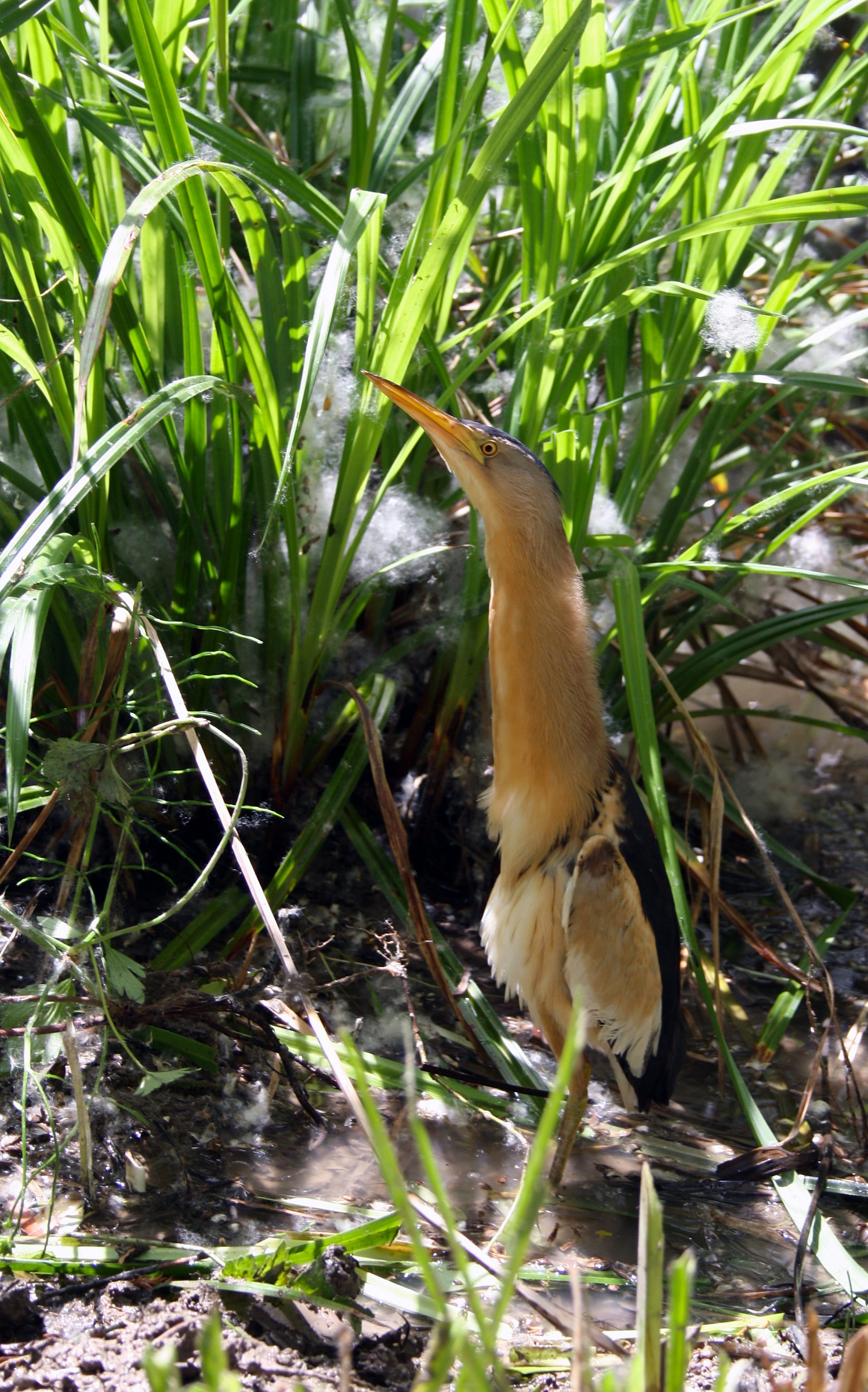 Bittern