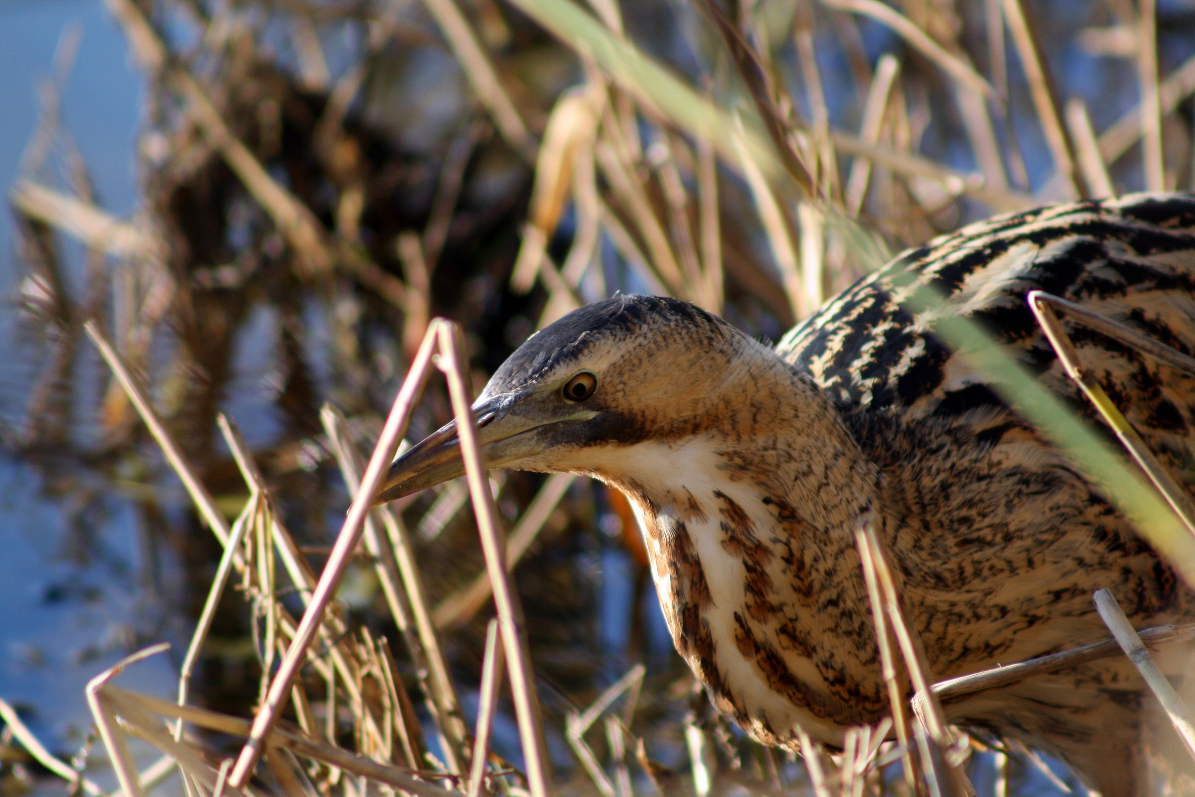 bittern