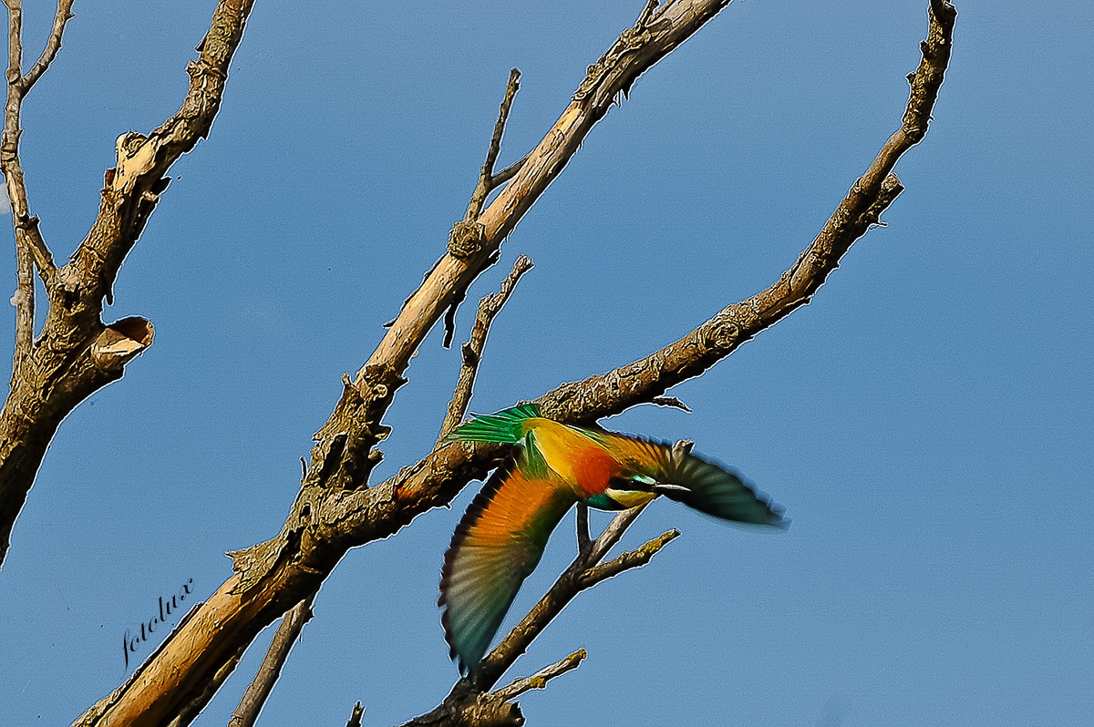 Gruccioni-Delta del Po/14