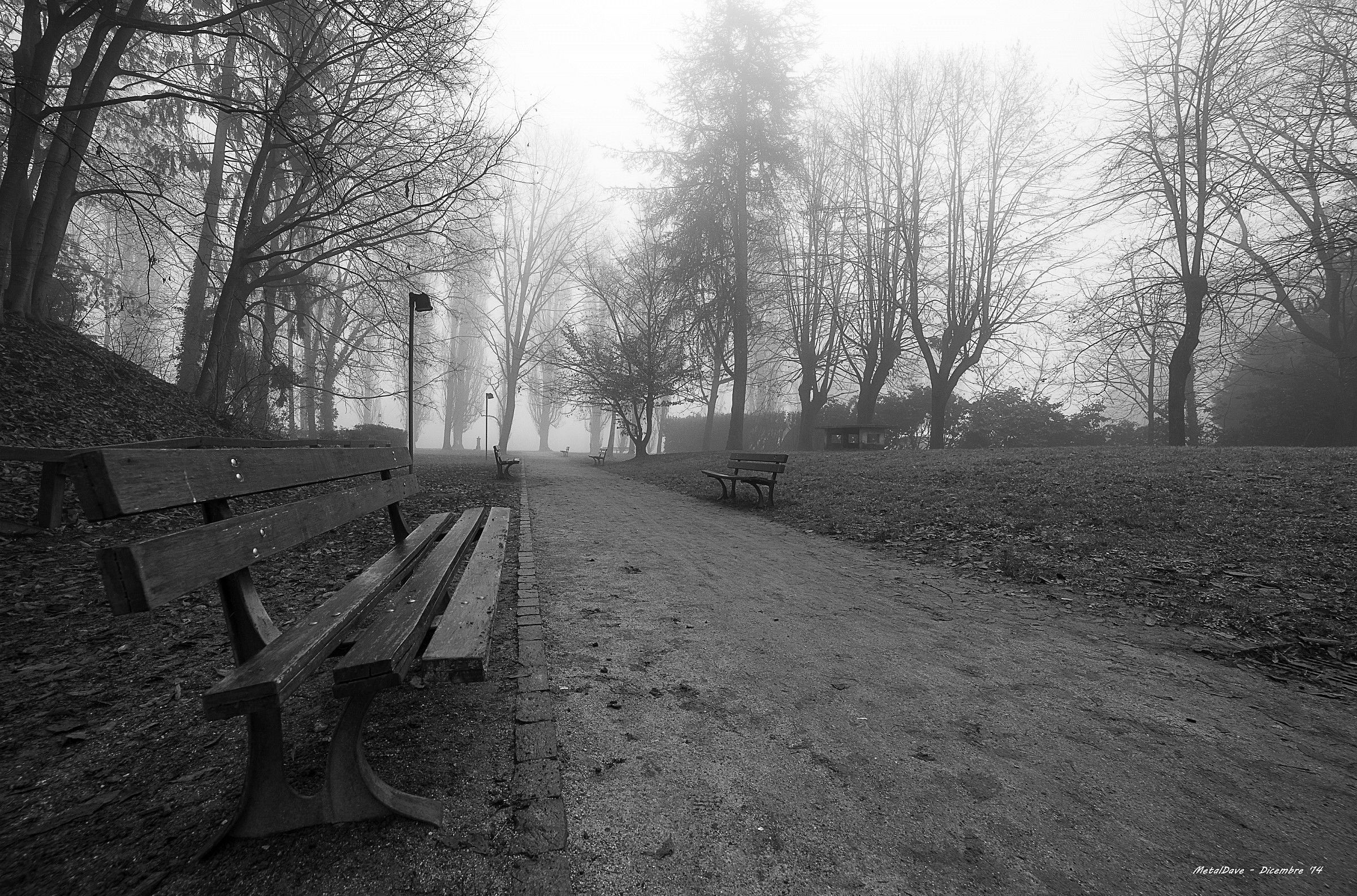Fog in the park