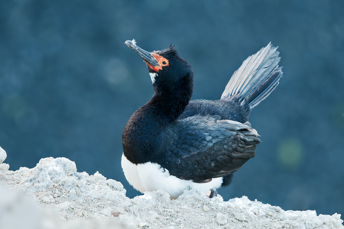 Cormorant Magellanic