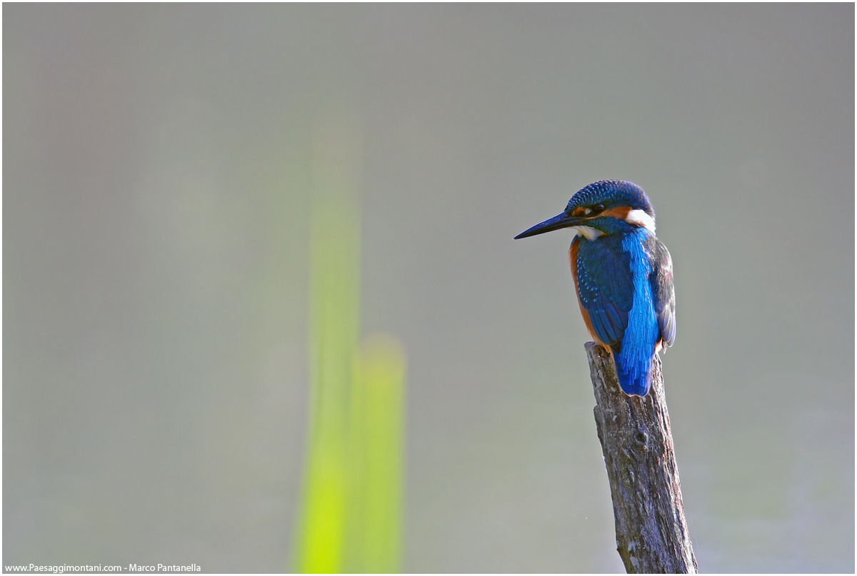 Kingfisher