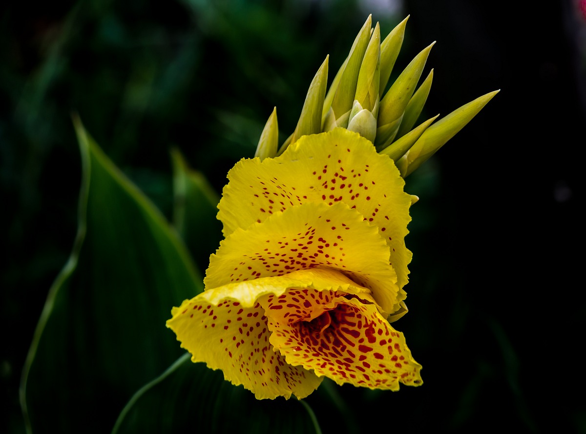 canna indica maculata
