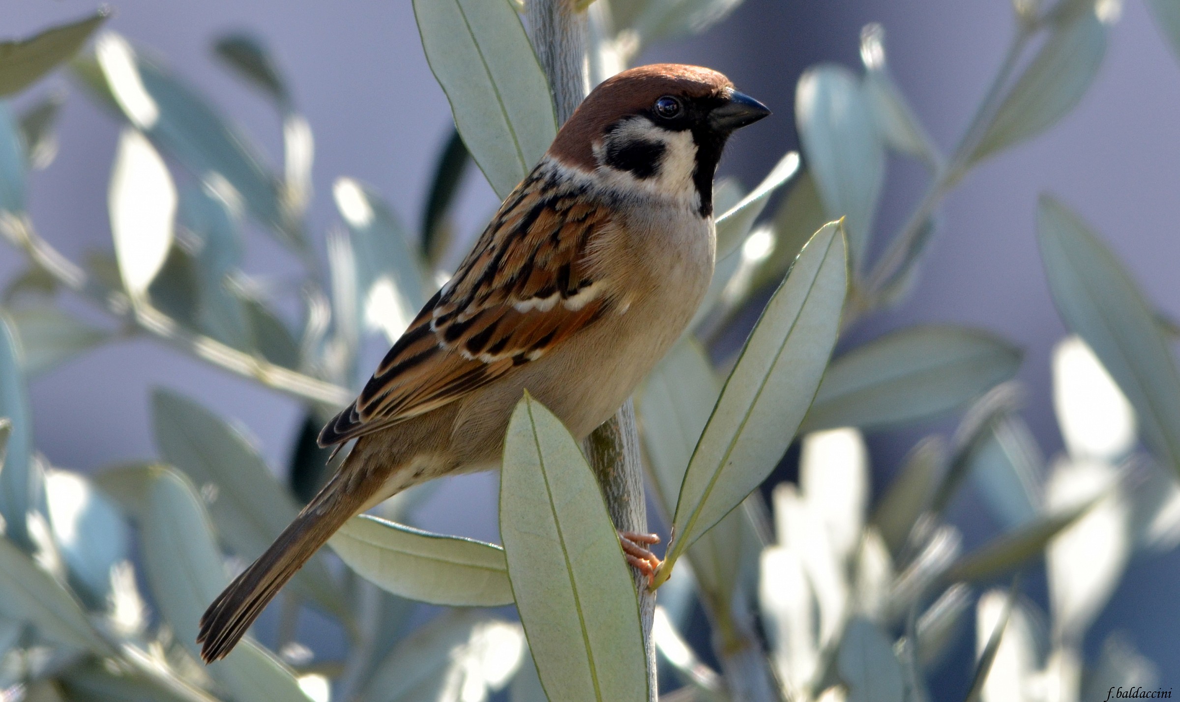 Italian male sparrow
