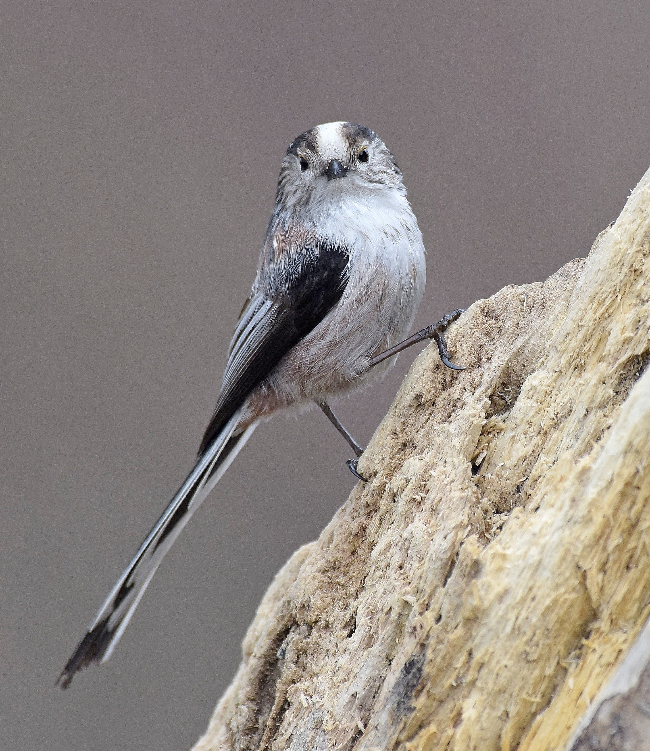 Codibugnolo attento!