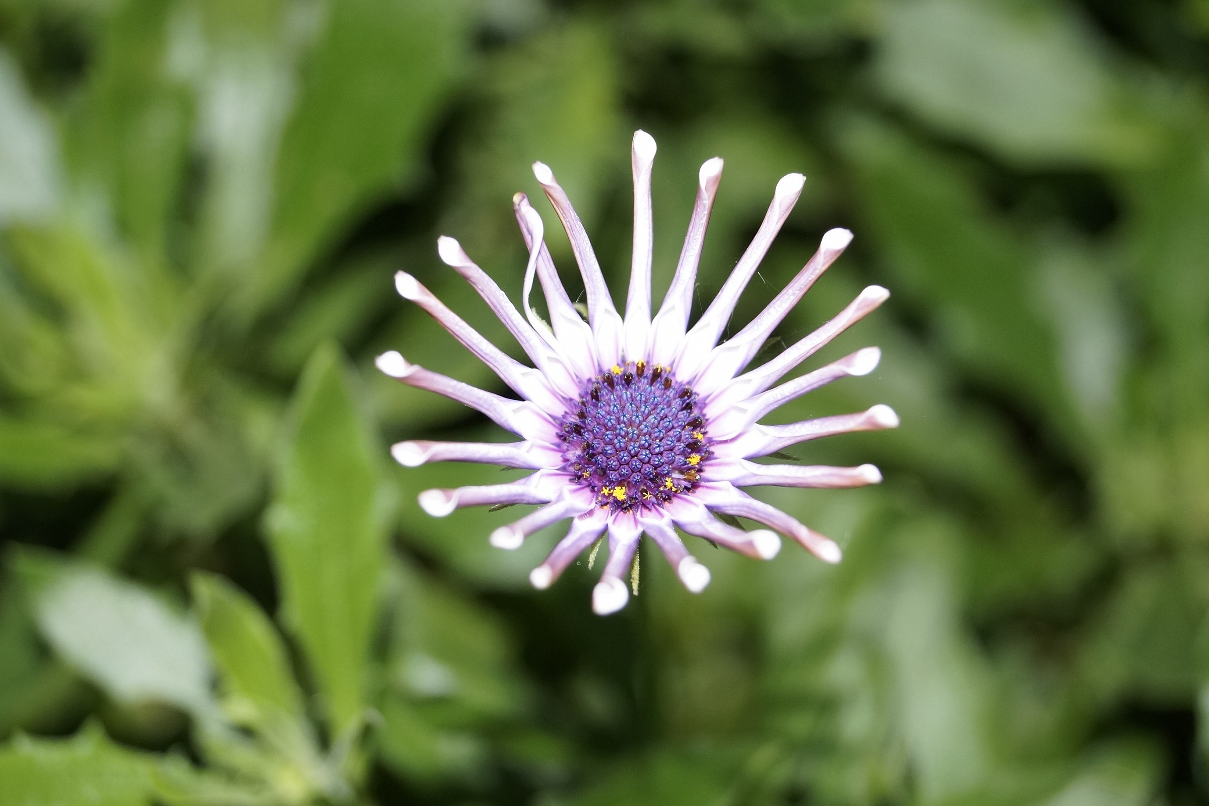 primo piano fiore 18-55 f3.5