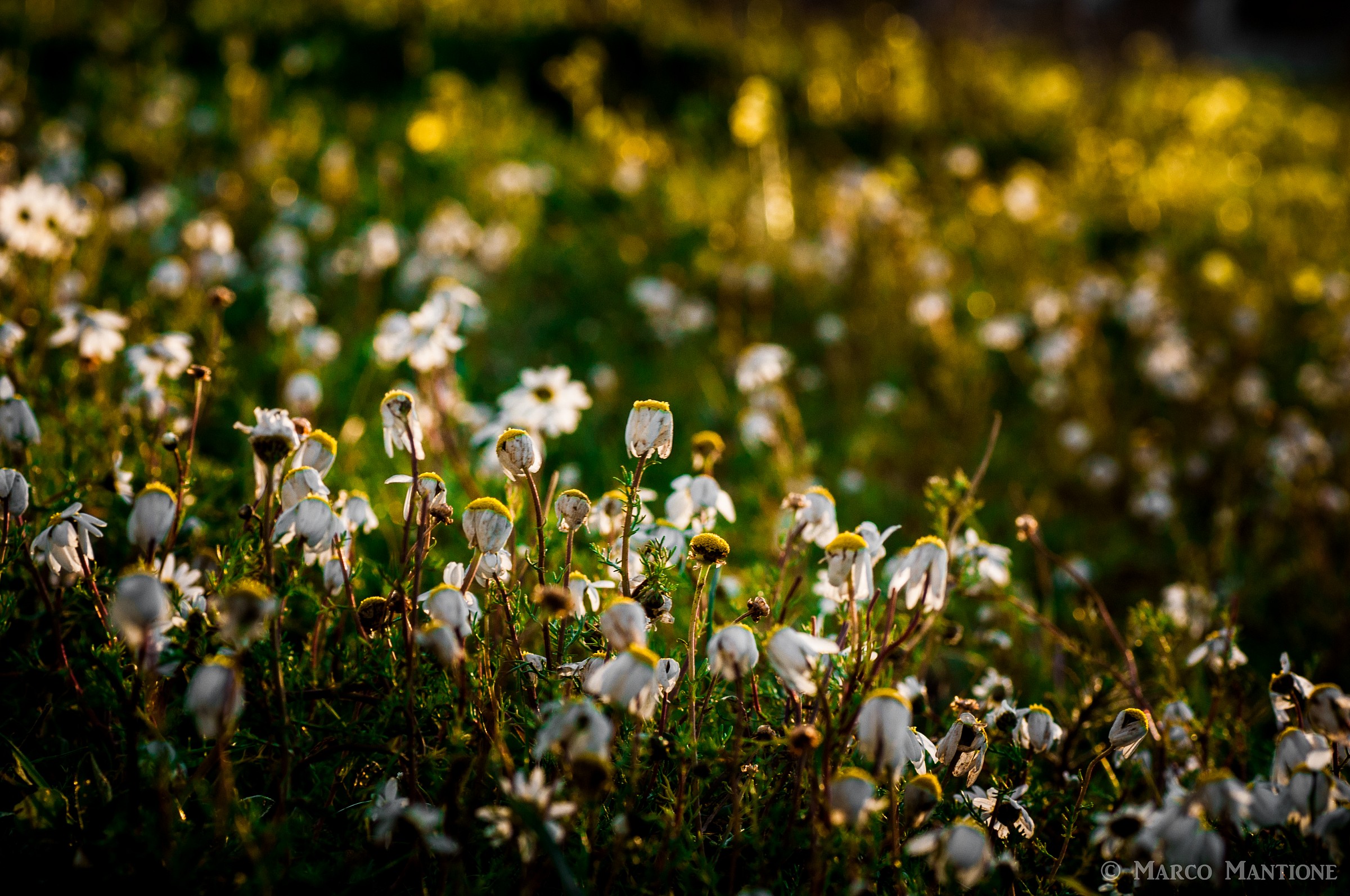 Daisies at sunset