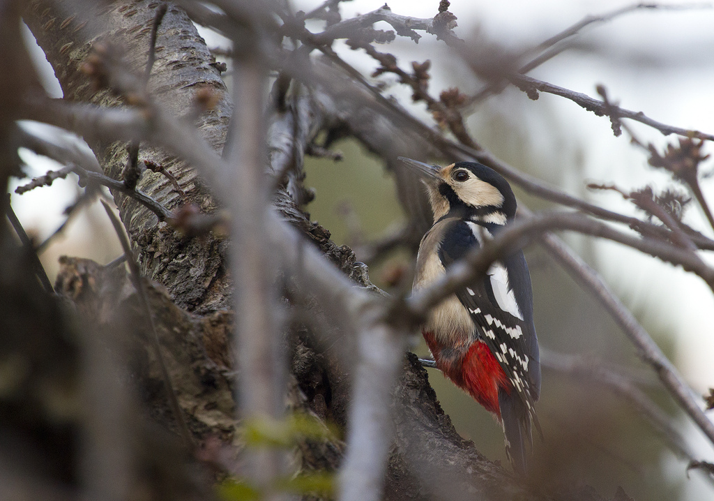 woodpecker