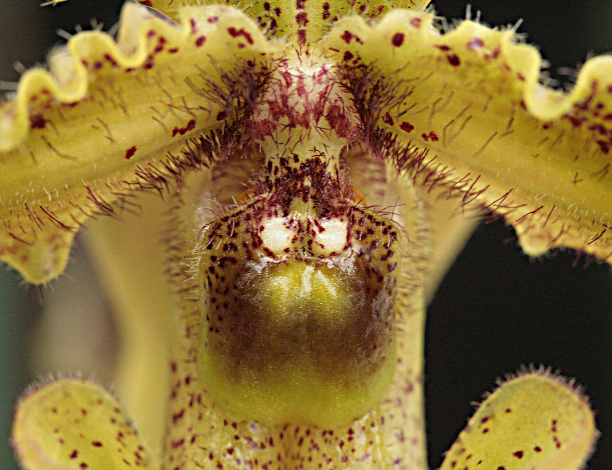 Paphiopedilum hirsutissimum