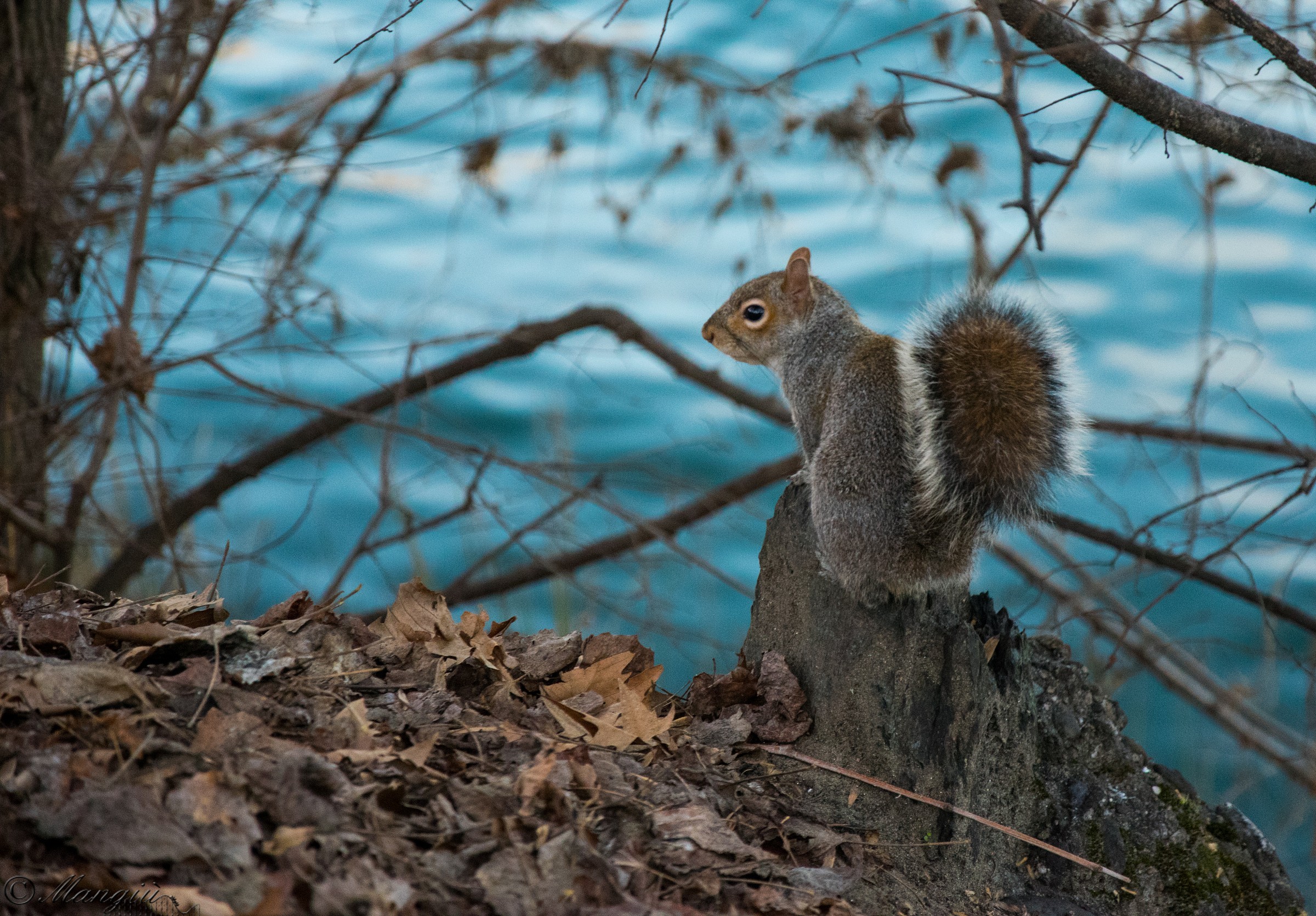 Squirrel and River