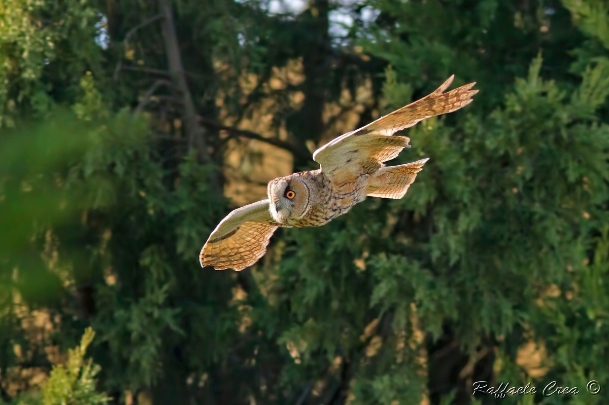 Gufo Comune Nel Verde