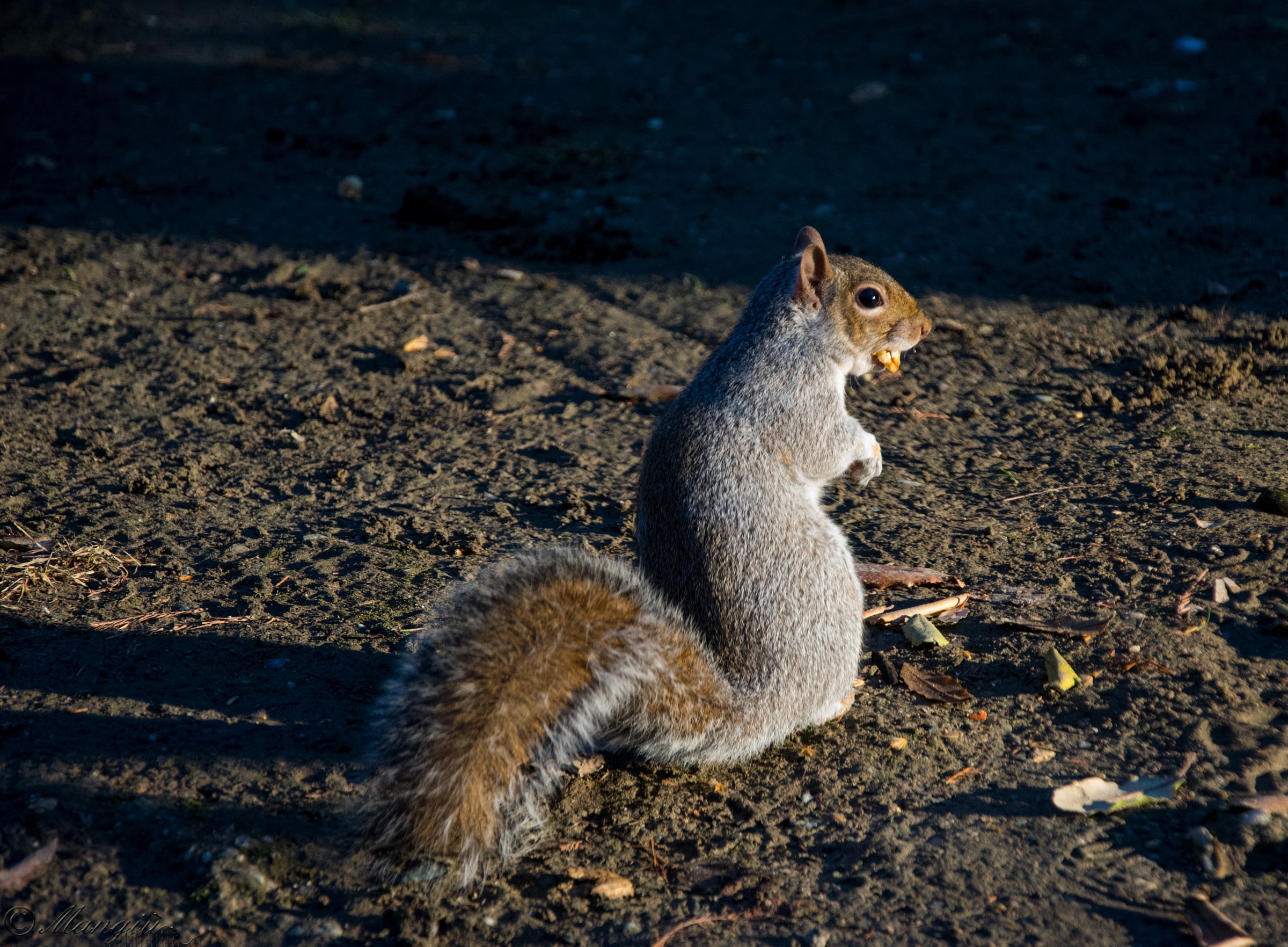 Scoiattolo al tramonto