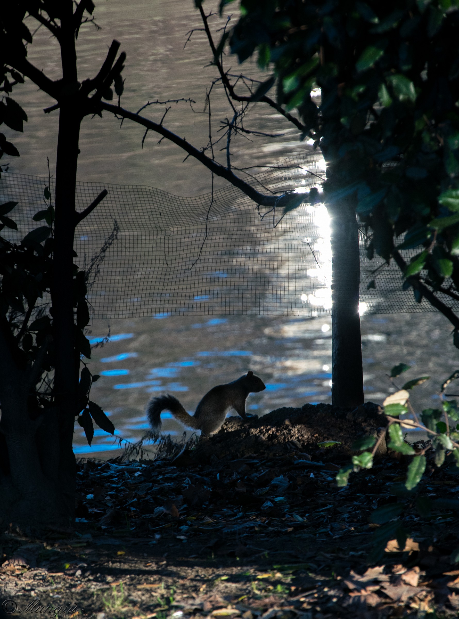 Scoiattoli sull'acqua