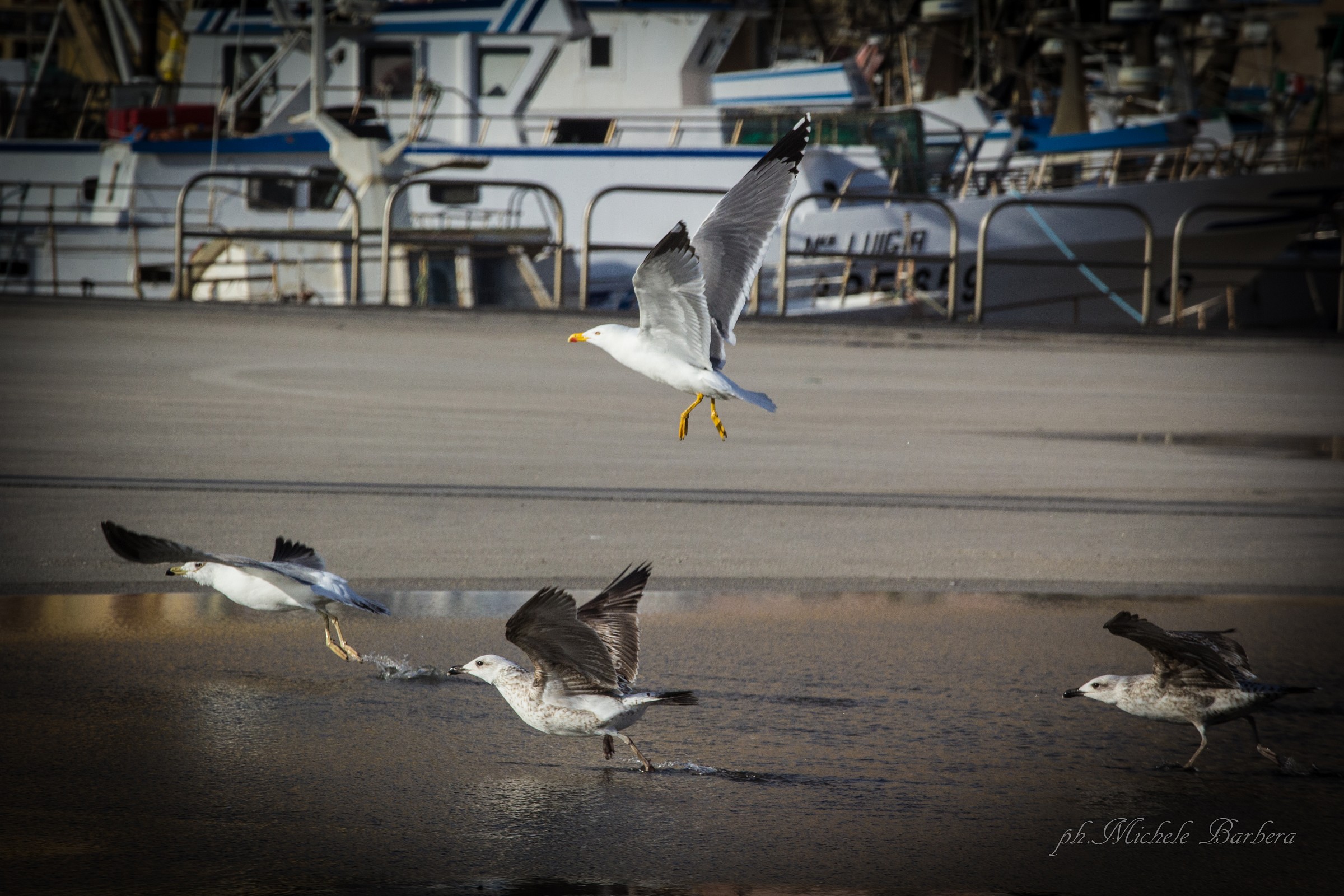 hungry seagulls