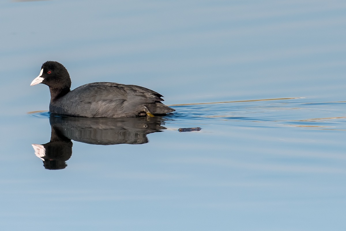 ... Coot reflected ...