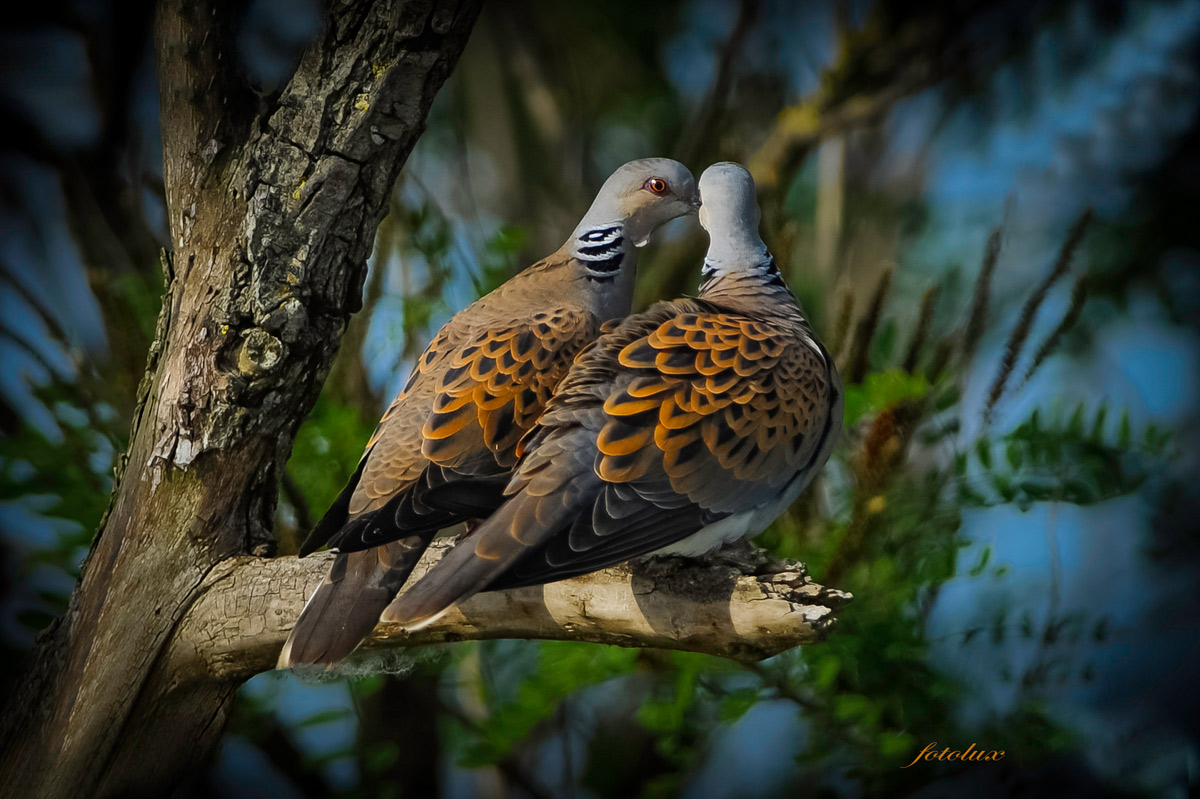 Tortora selvatica (Delta del PO)