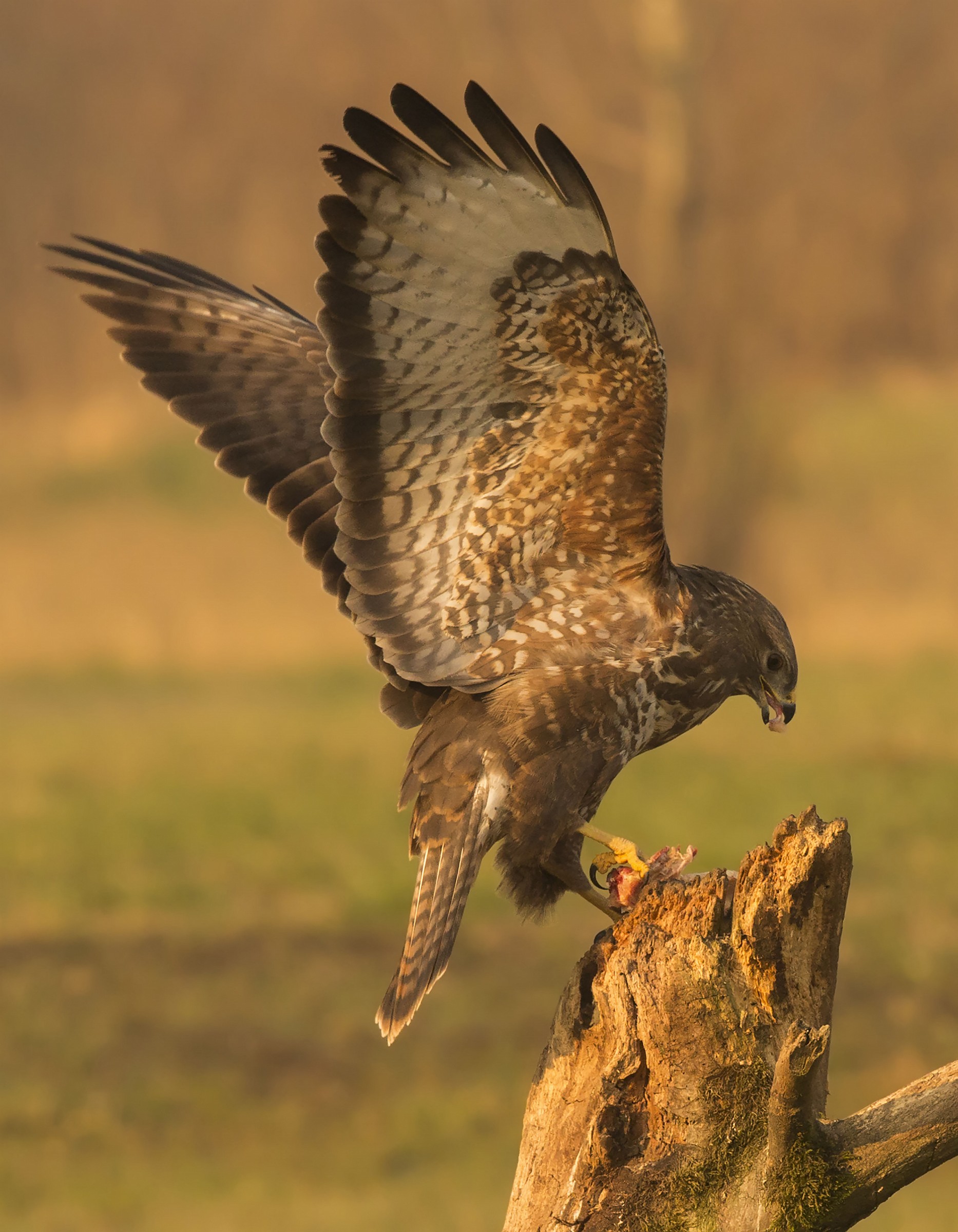 Alla scoperta della poiana