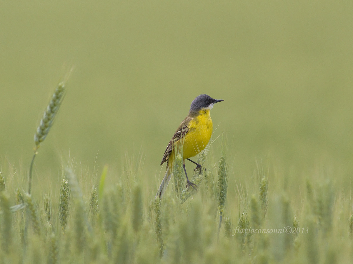 Cutrettola ssp. cinereocapilla