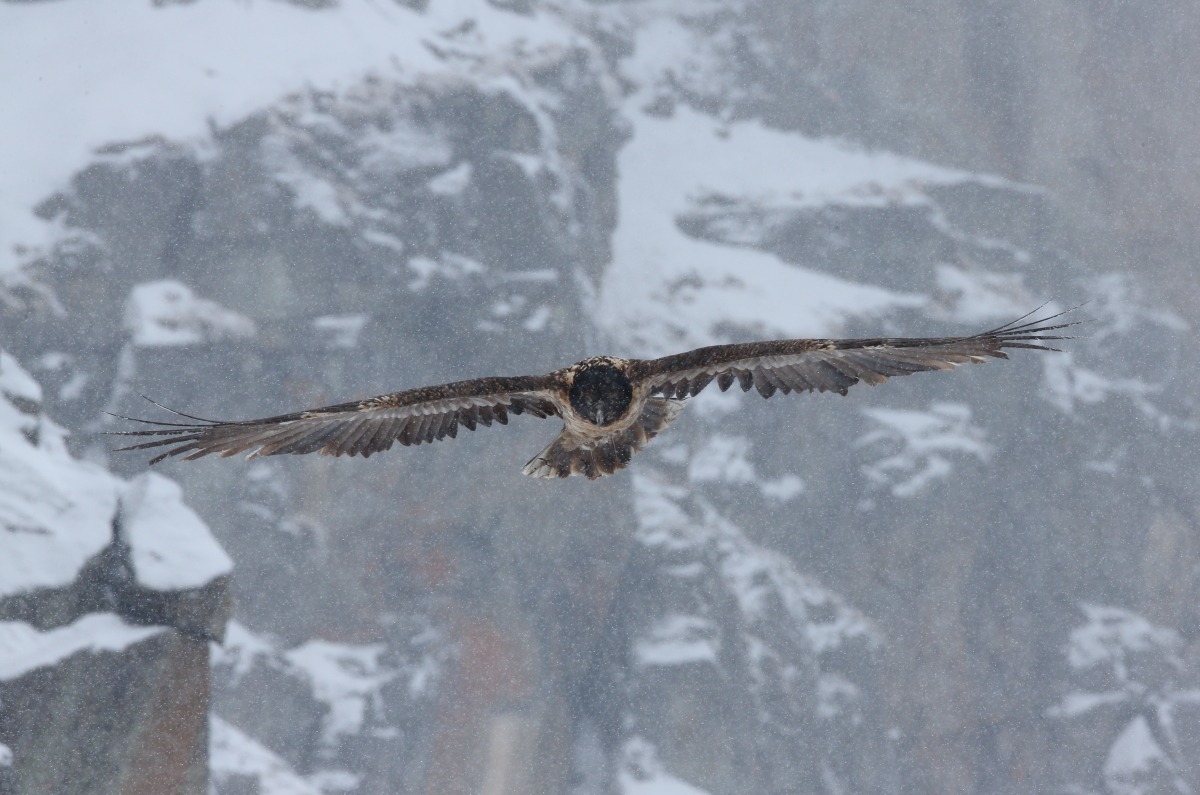 Gipeto in volo sotto la neve II