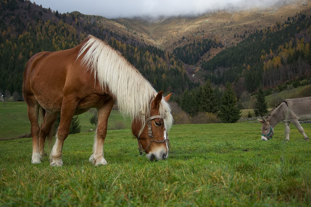 Cavalli al pascolo in Valgoglio