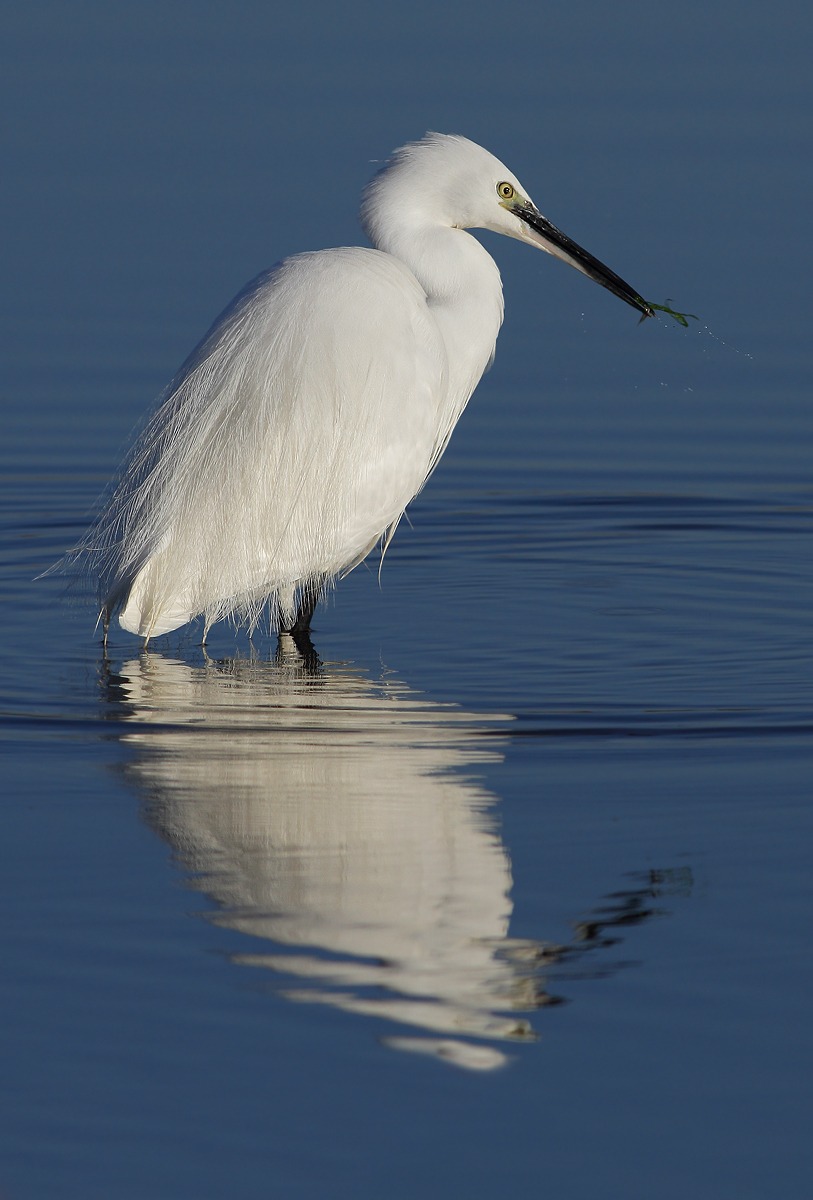 Egret