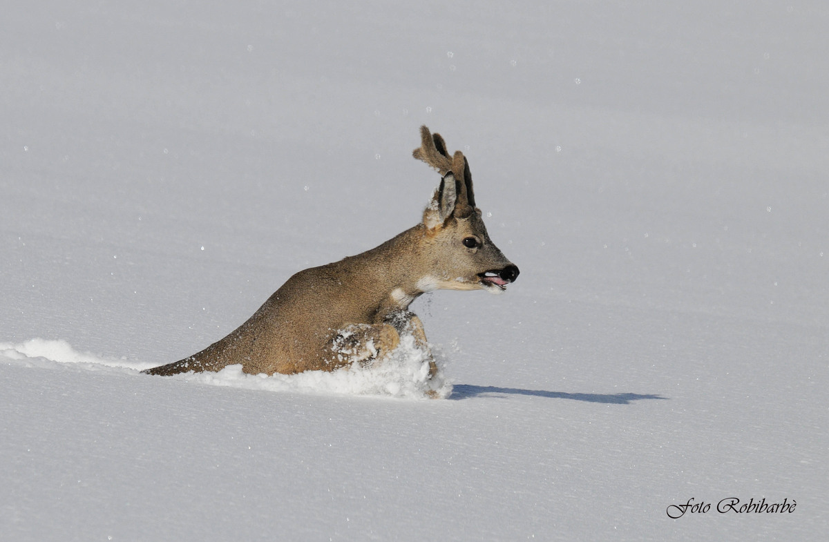 Venison in trouble ...