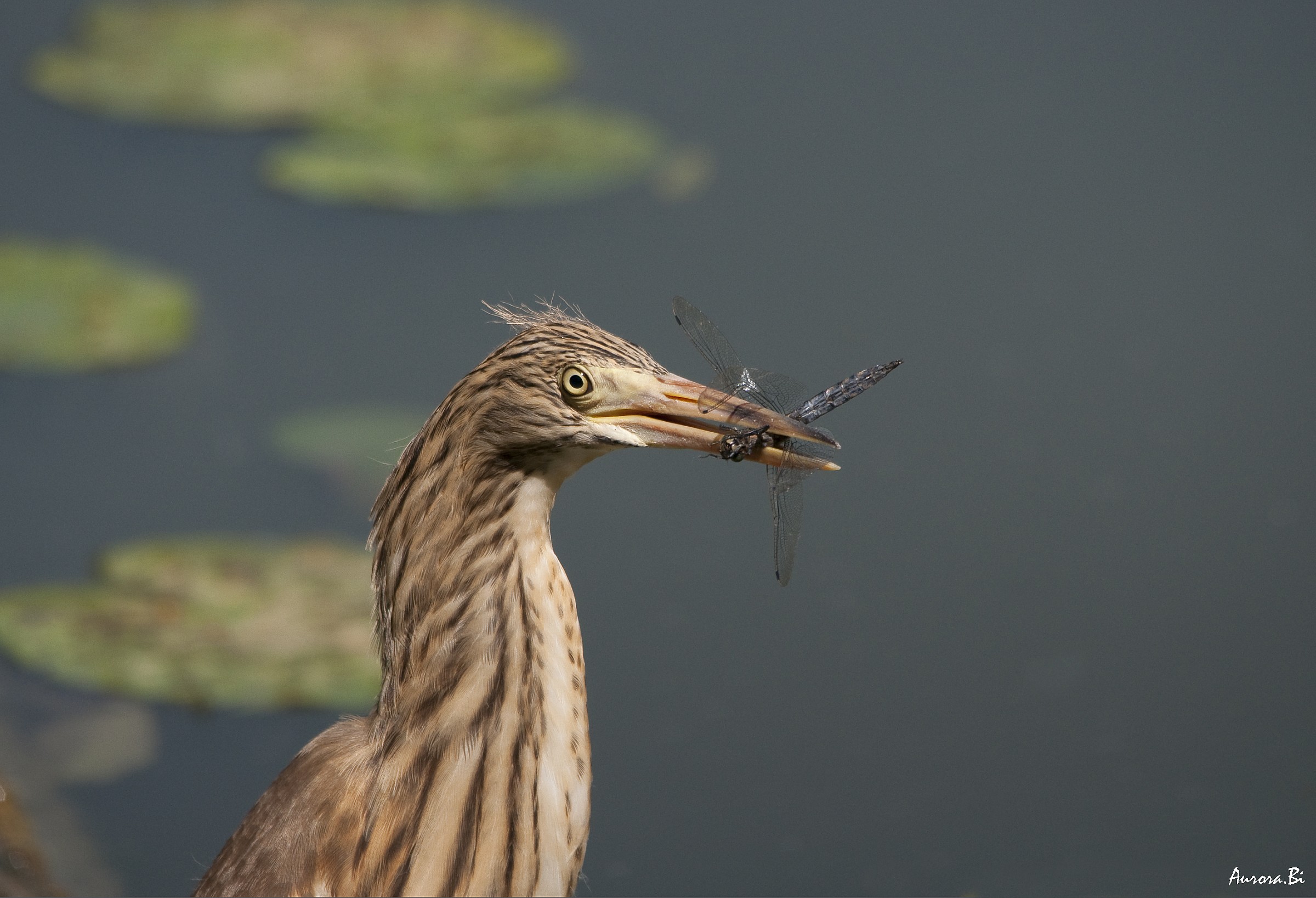 What do I have to eat!