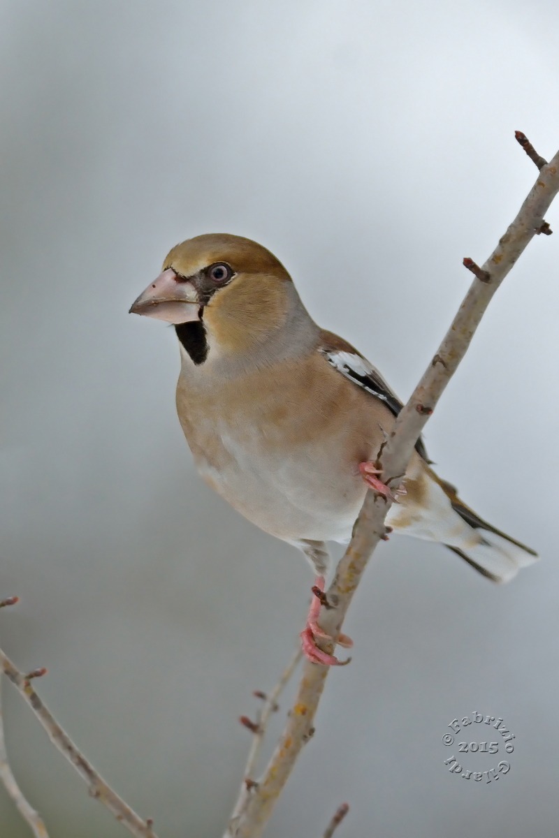 Frosone f. (Coccothraustes coccothraustes)