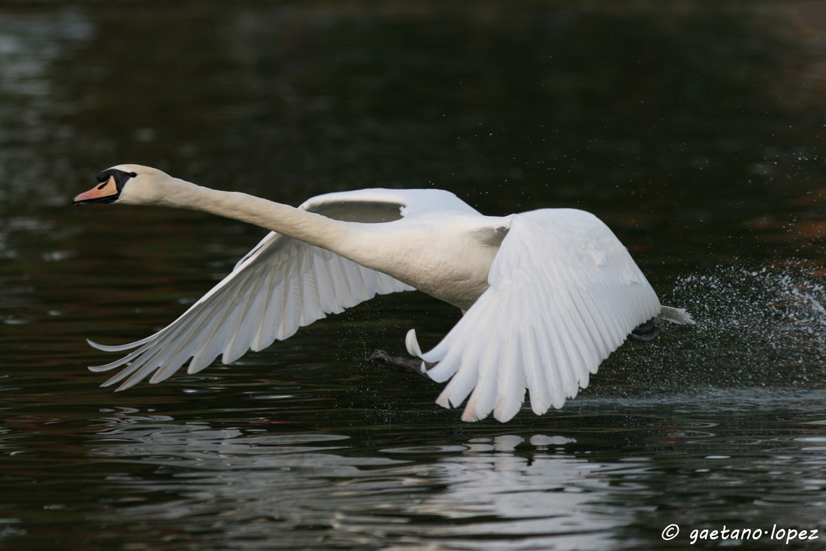 White swan