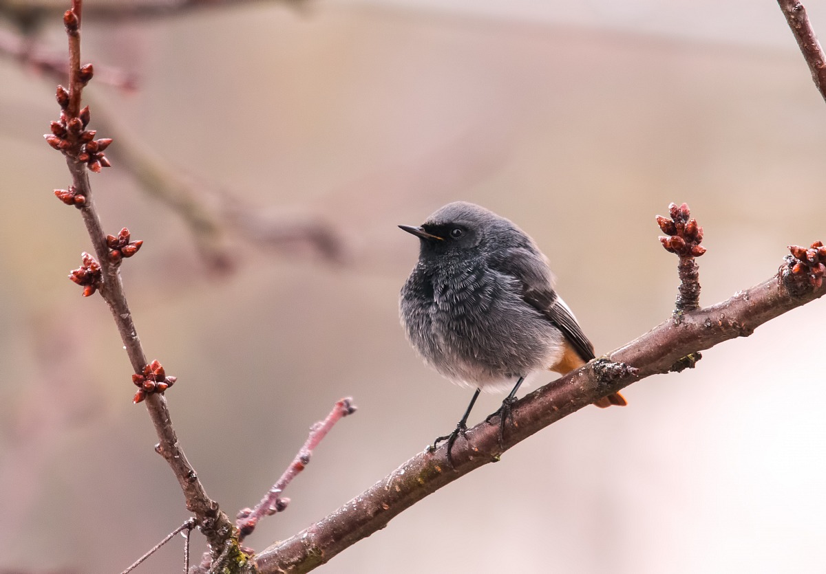 Codirosso spazzacamino