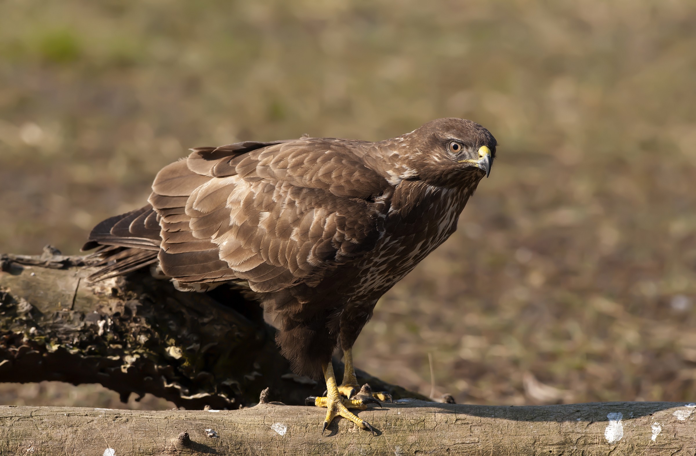 Buzzard