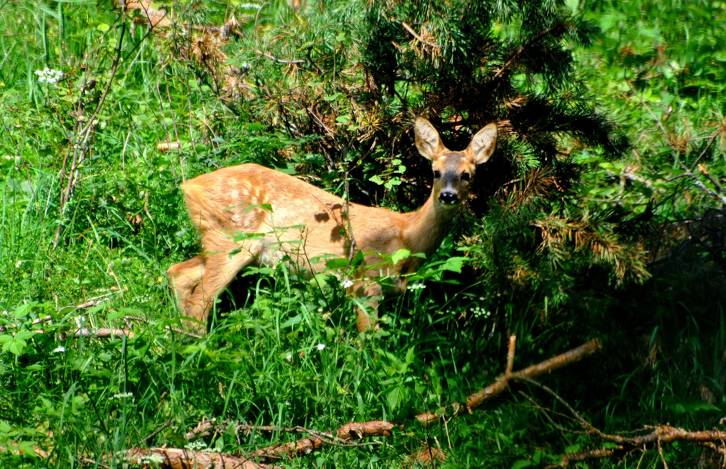 Young deer