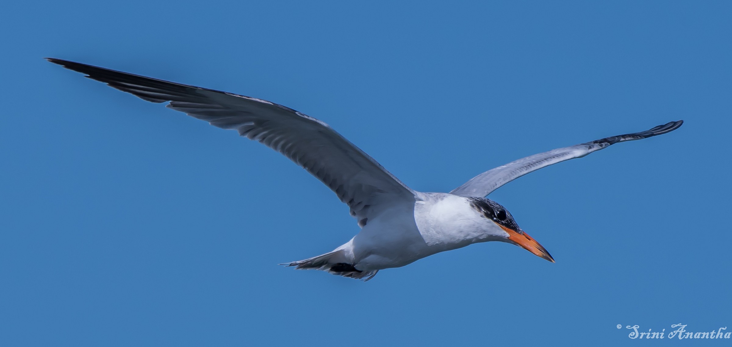 during Redbull Air race