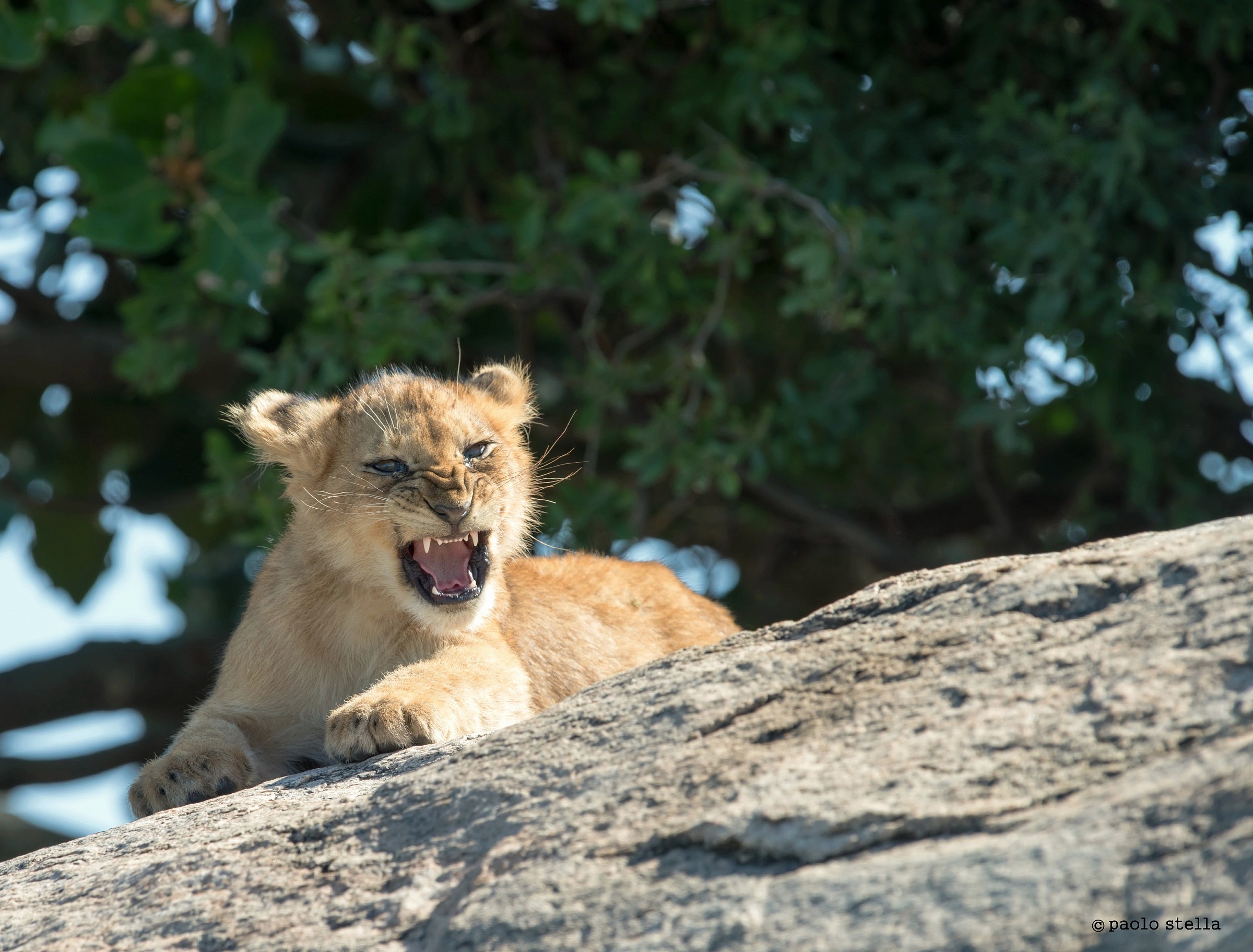 roaring cub