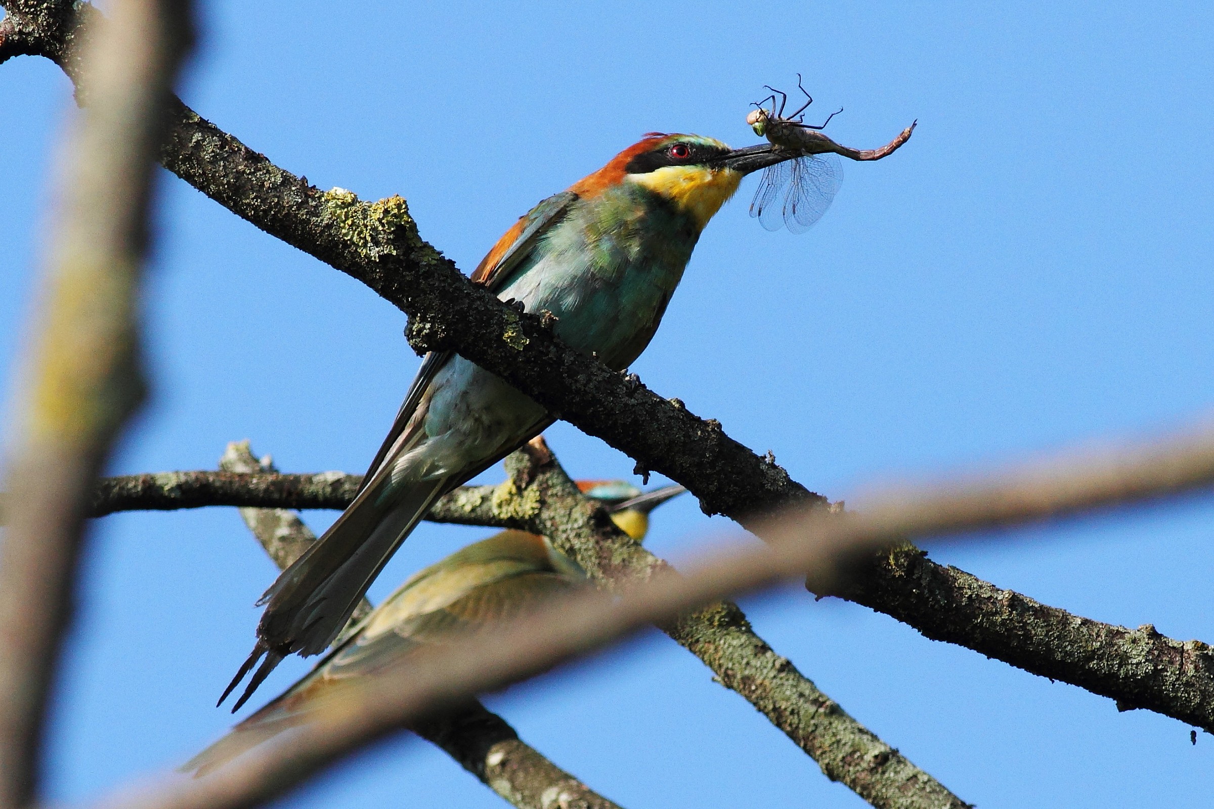 grucione with dragonfly