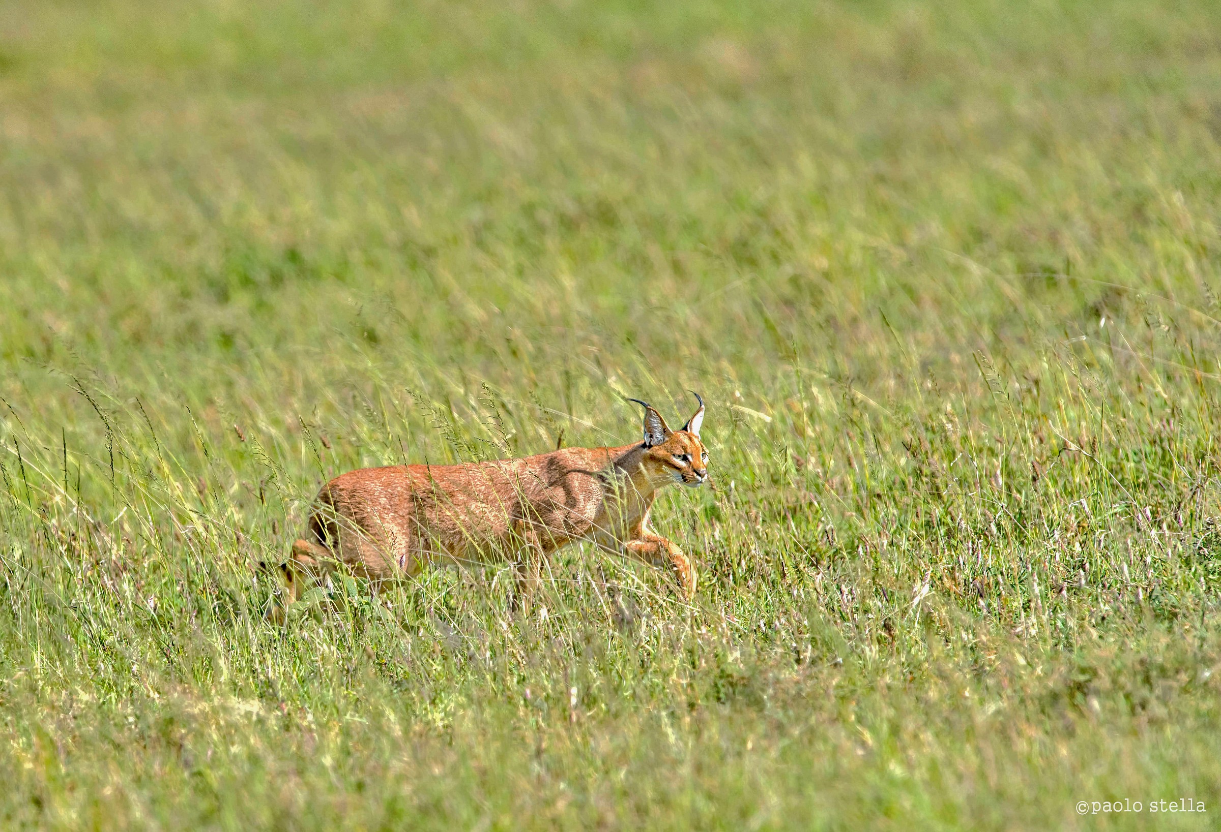 caracal in hunting