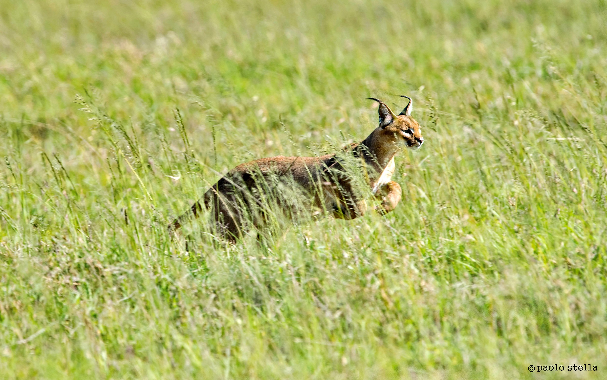 The caracal is launched ....
