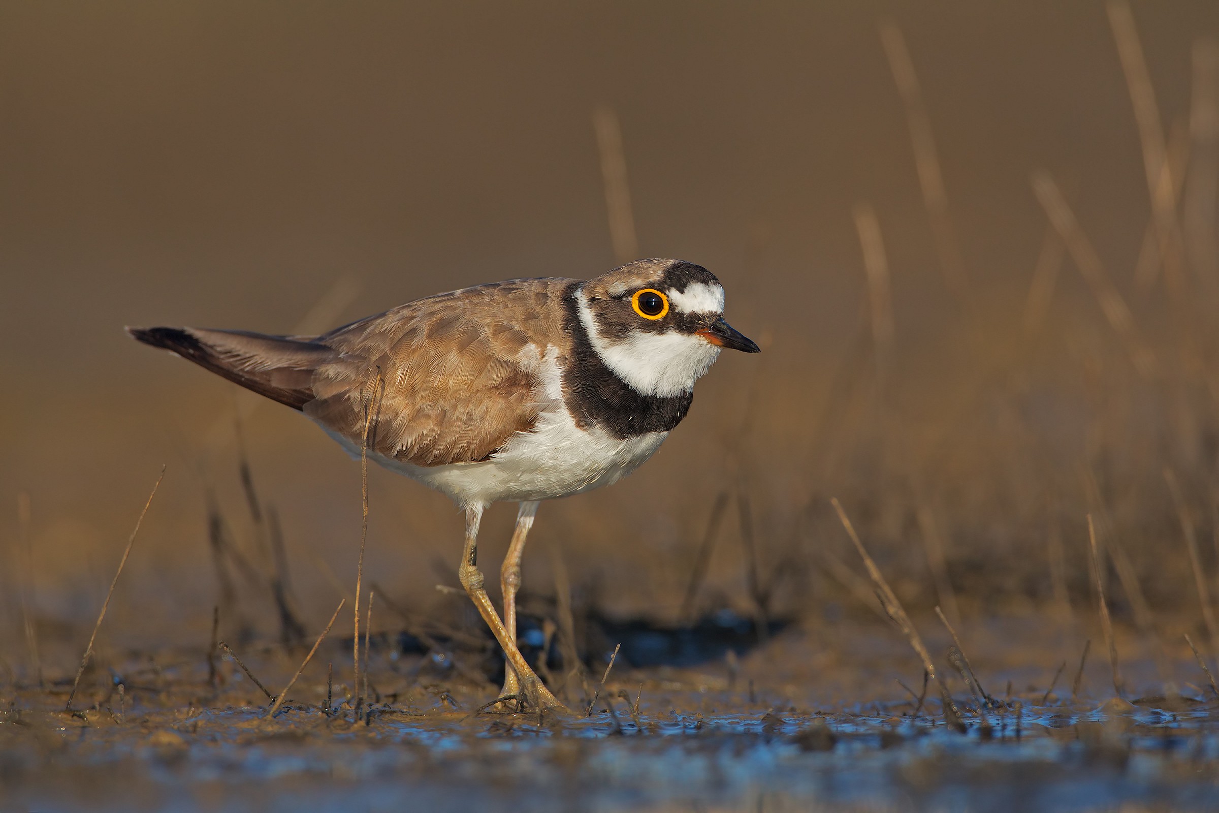 Little Ringed Plover