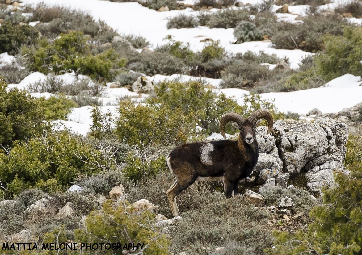 Muflone sardo - Ovis musimon