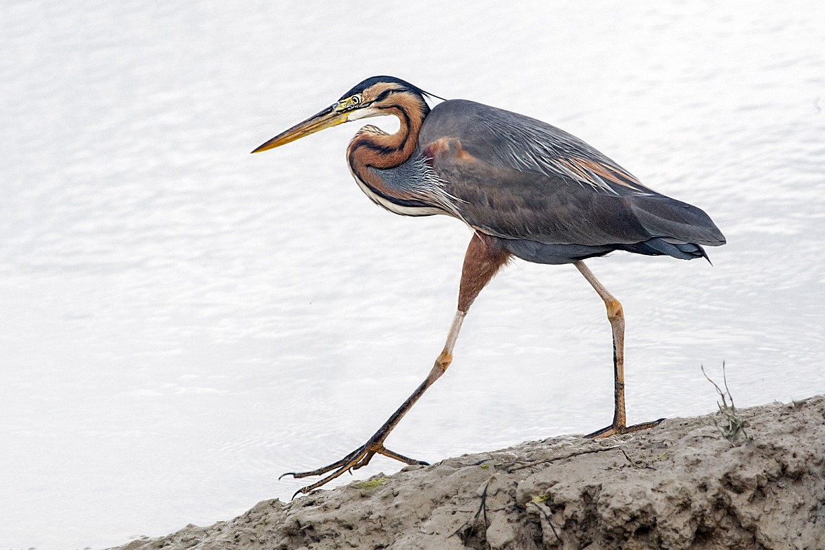 Purple Heron