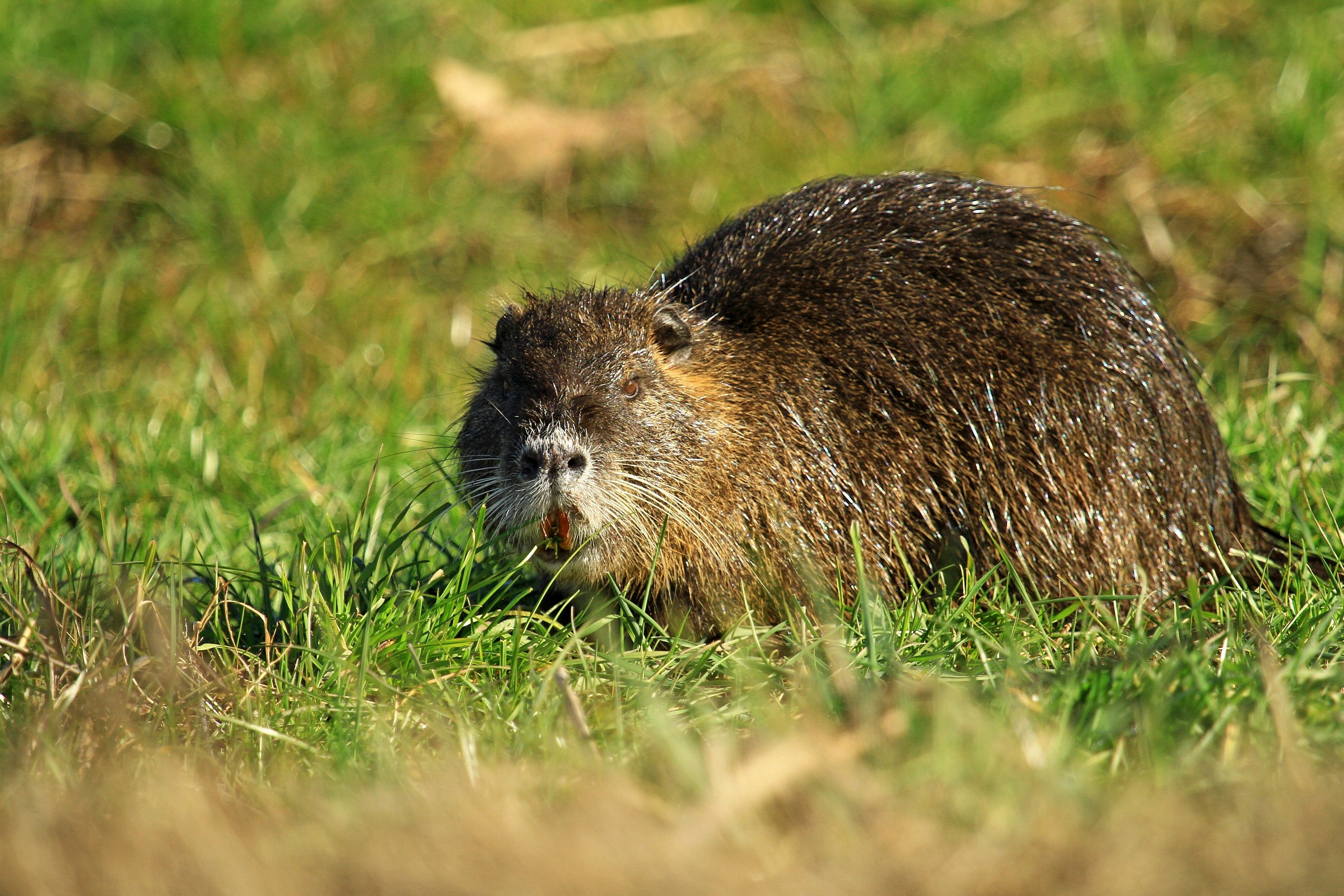 nutria
